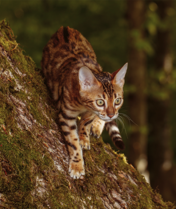 ESSENTIAL the LYNX 80gr - Image 4