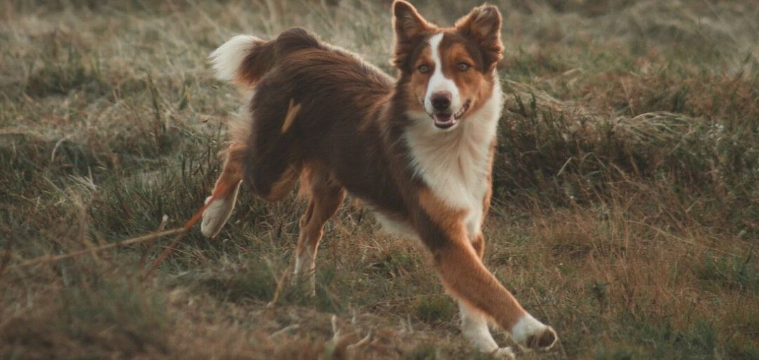 Alguns cães têm problemas com pelagem emaranhada, coceira e pele seca; isso pode ser o resultado da falta de vitaminas e ácidos graxos em sua dieta.