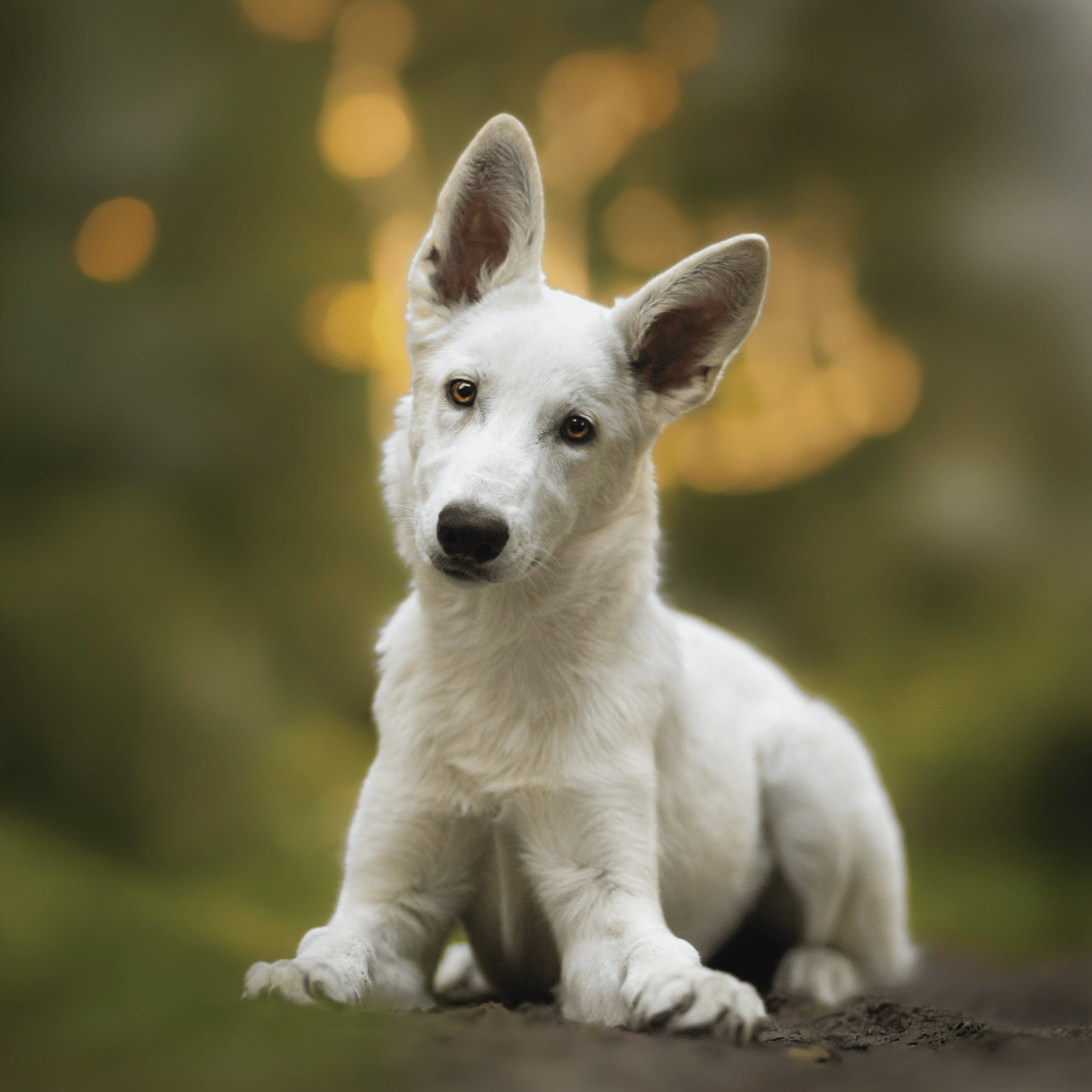 ESSENTIAL THE CHRISTMAS DOG PRESENT - Image 3