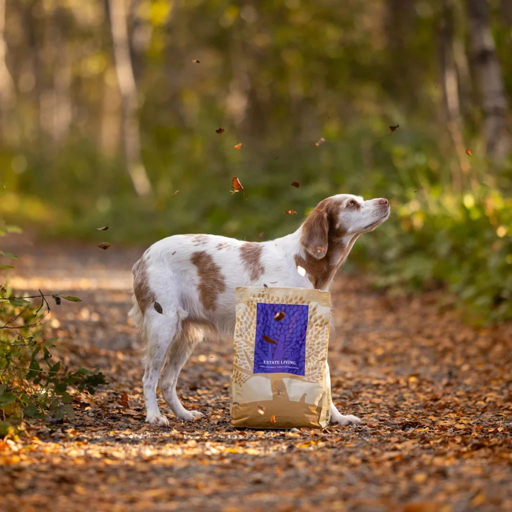 ESTATE-LIVING-_-fall-_vloggingpaws
