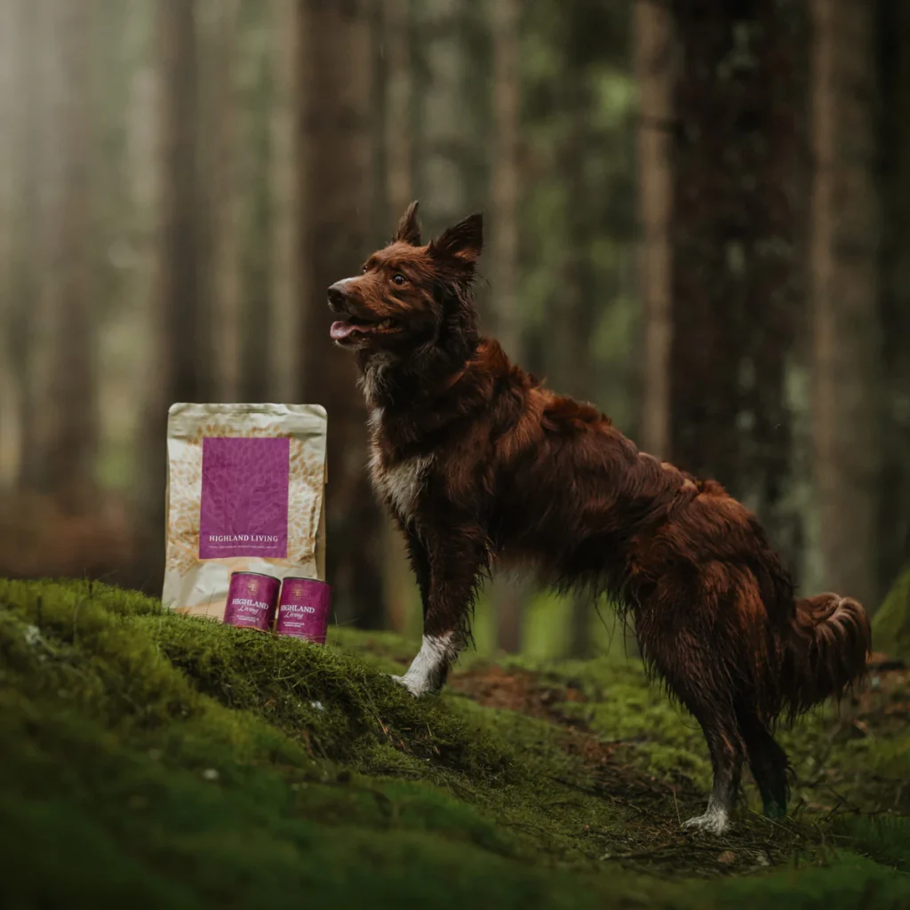 HIGHLAND-LIVING-4-_whippetvilja