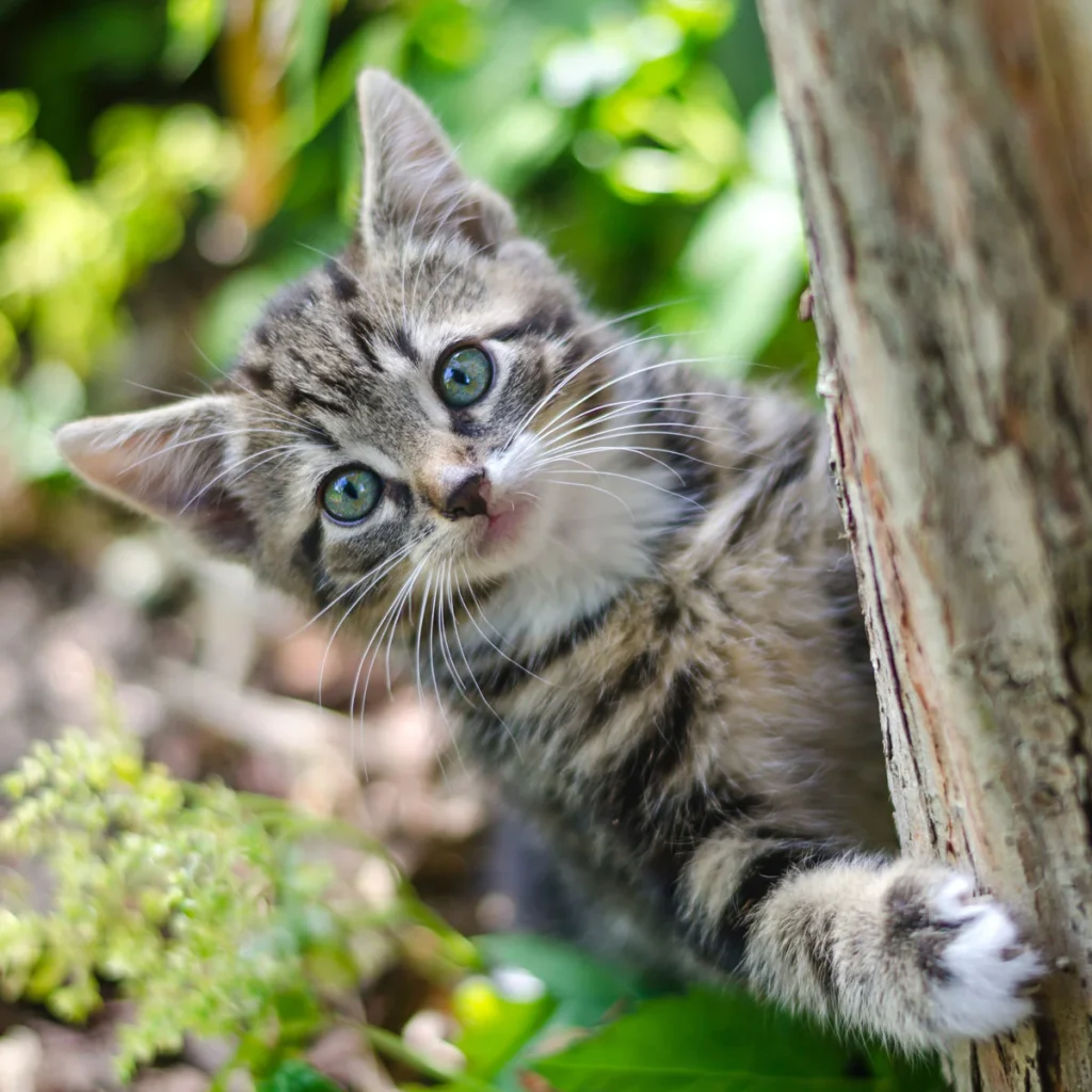 CAT-_nordicmalamutes-3