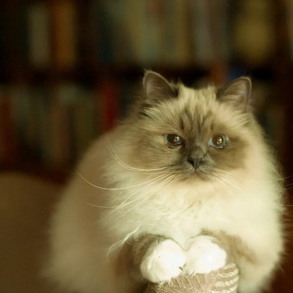 lifestyle_image-94_indoor_cat_square_3addfabd-10a3-468c-b6a5-fa14fd5a9a19