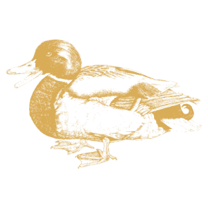 Pato criado ao ar livre