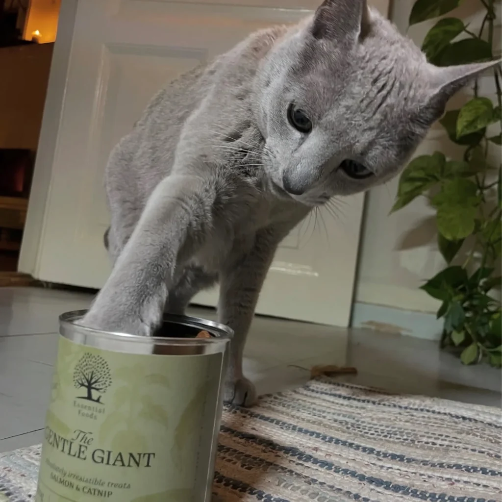 Shake-for-a-rooaar-1-1.webp