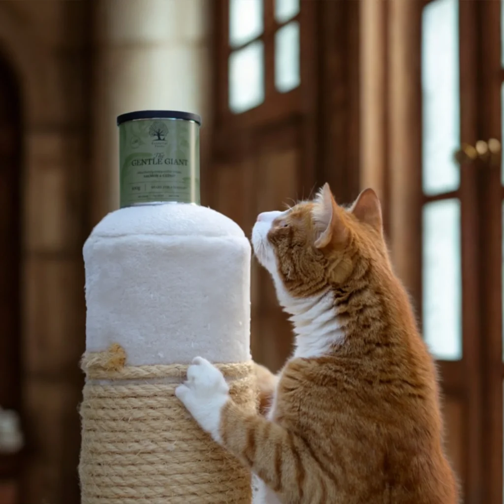 Shake-for-a-rooaar-4