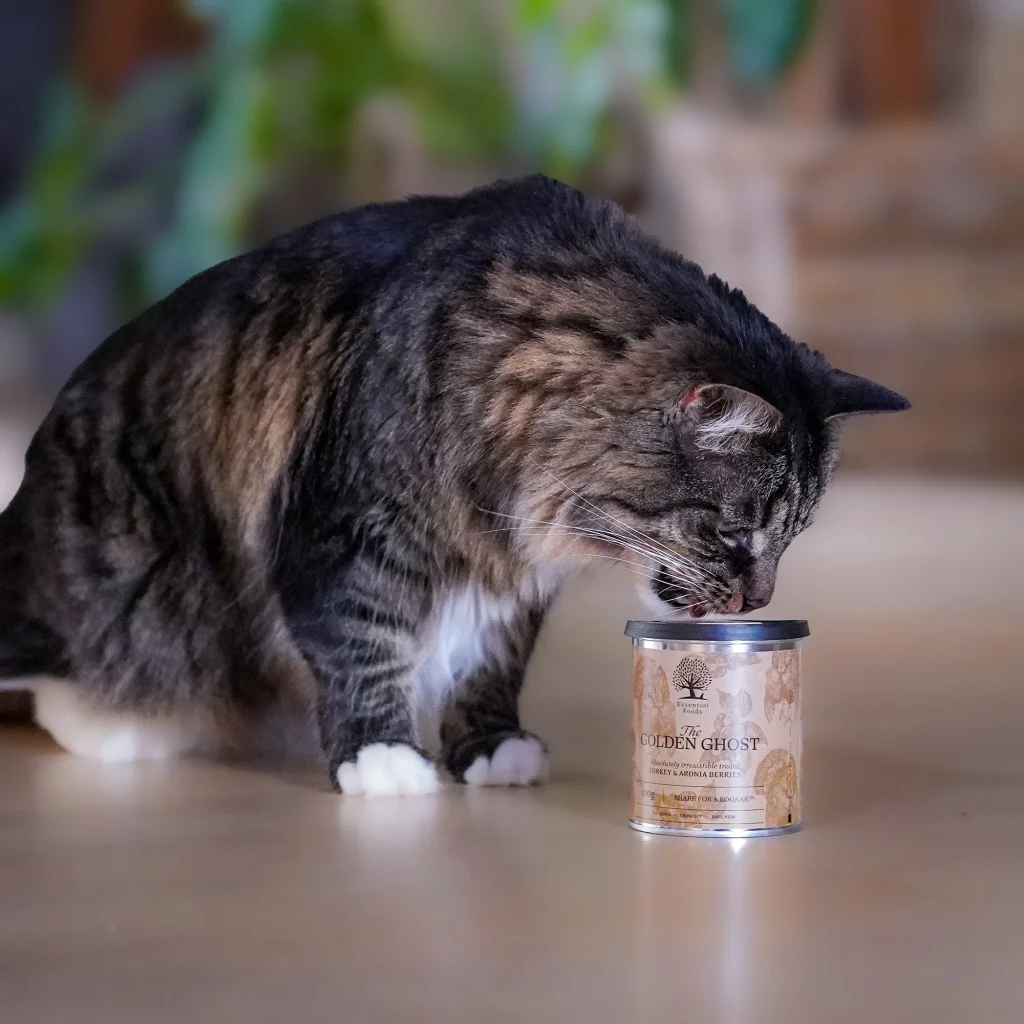 Shake-for-a-rooaar-5