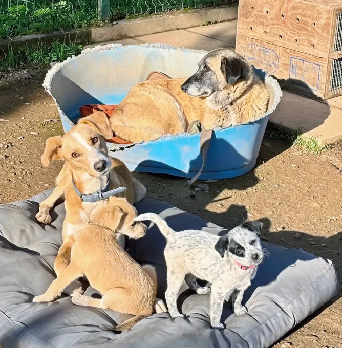 DogsofPortugal