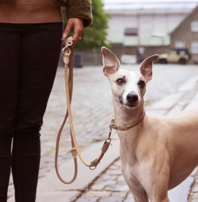 Lifestyle-Image-55_Woman-and-dog-walking_Original-format_lowres