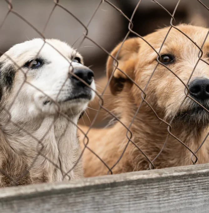 Rescue_dogs