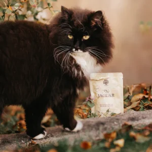 cat-2