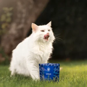 cat-3