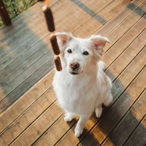 dog-10