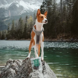 dog-15