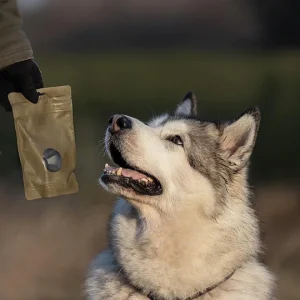 dog-8