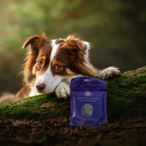 dog-9