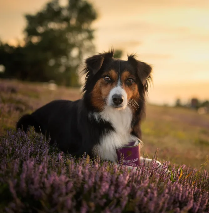 pate1_amieaussie